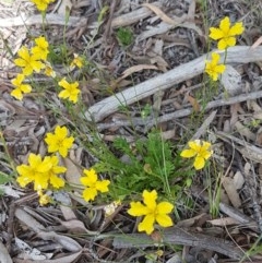 Goodenia pinnatifida (Scrambled Eggs) at Latham, ACT - 23 Oct 2020 by trevorpreston