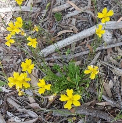 Goodenia pinnatifida (Scrambled Eggs) at Latham, ACT - 23 Oct 2020 by trevorpreston