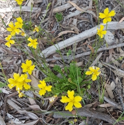 Goodenia pinnatifida (Scrambled Eggs) at Latham, ACT - 23 Oct 2020 by tpreston