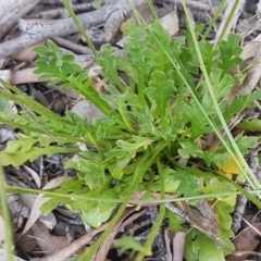 Goodenia pinnatifida at Latham, ACT - 23 Oct 2020