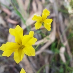 Goodenia pinnatifida at Latham, ACT - 23 Oct 2020