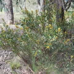 Daviesia mimosoides at Latham, ACT - 23 Oct 2020