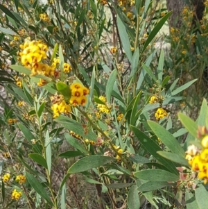 Daviesia mimosoides at Latham, ACT - 23 Oct 2020