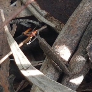 Goniaea opomaloides at Latham, ACT - 23 Oct 2020