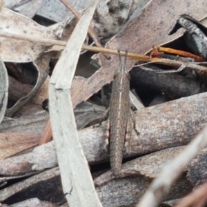 Goniaea opomaloides at Latham, ACT - 23 Oct 2020