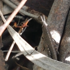 Goniaea opomaloides at Latham, ACT - 23 Oct 2020