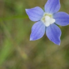 Wahlenbergia sp. (Bluebell) at Umbagong District Park - 23 Oct 2020 by tpreston