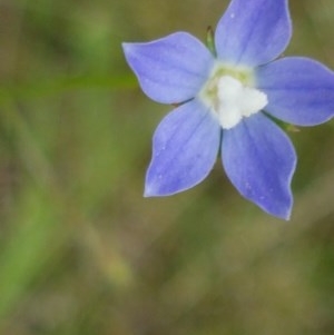 Wahlenbergia sp. at Latham, ACT - 23 Oct 2020