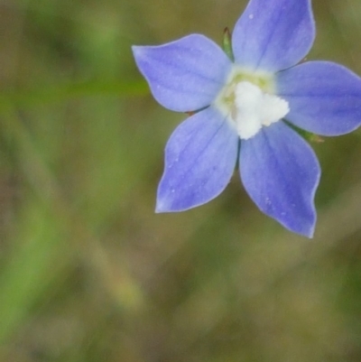 Wahlenbergia sp. (Bluebell) at Umbagong District Park - 23 Oct 2020 by tpreston