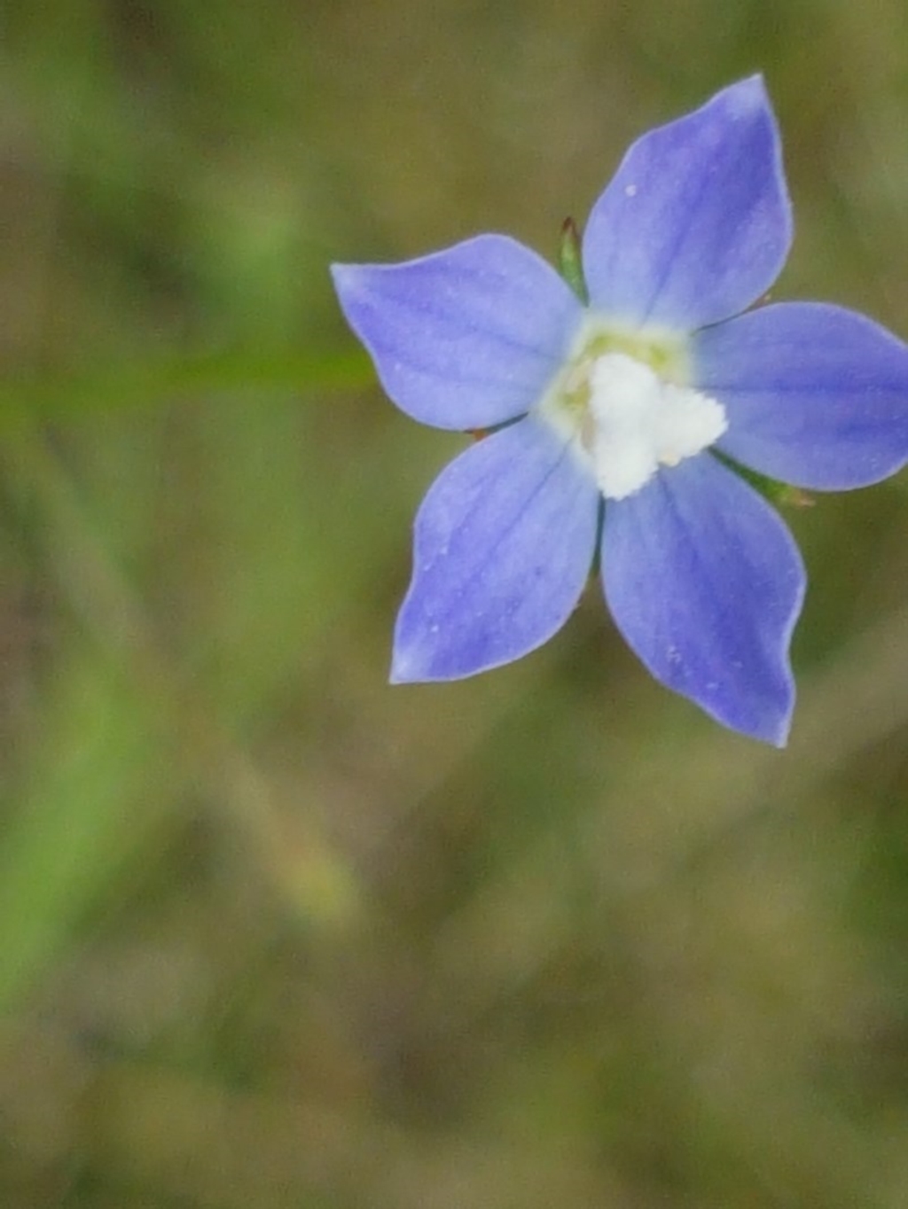 Wahlenbergia sp. at Latham, ACT - 23 Oct 2020