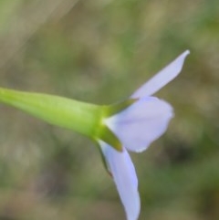 Wahlenbergia sp. at Latham, ACT - 23 Oct 2020