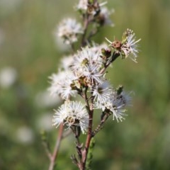 Kunzea parvifolia (Violet Kunzea) at Jerrabomberra, NSW - 22 Oct 2020 by Sarah2019