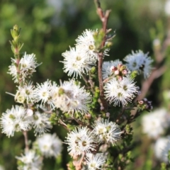 Kunzea parvifolia at Jerrabomberra, NSW - 23 Oct 2020