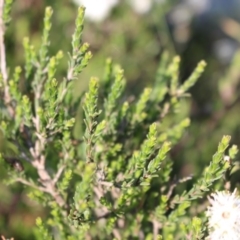 Kunzea parvifolia at Jerrabomberra, NSW - 23 Oct 2020