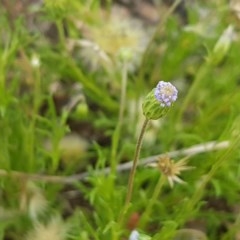 Vittadinia muelleri (Narrow-leafed New Holland Daisy) at Macgregor, ACT - 23 Oct 2020 by trevorpreston