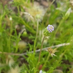 Vittadinia muelleri at Macgregor, ACT - 23 Oct 2020