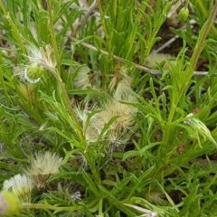 Vittadinia muelleri at Macgregor, ACT - 23 Oct 2020