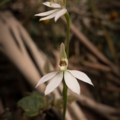 Caladenia carnea (Pink Fingers) at Brindabella National Park - 23 Oct 2020 by Jek