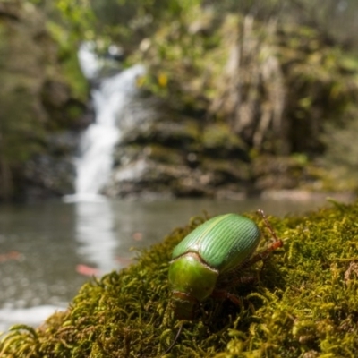 Xylonichus eucalypti (Green cockchafer beetle) at Uriarra, NSW - 23 Oct 2020 by Jek