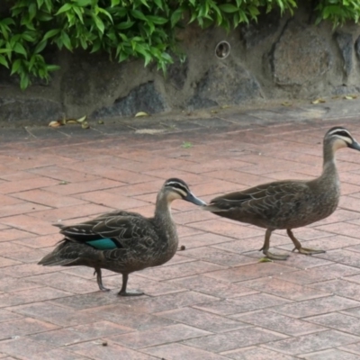 Anas superciliosa (Pacific Black Duck) at Gungahlin, ACT - 23 Oct 2020 by TrishGungahlin