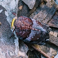 Platybrachys decemmacula (Green-faced gum hopper) at Black Mountain - 17 Oct 2020 by HelenCross