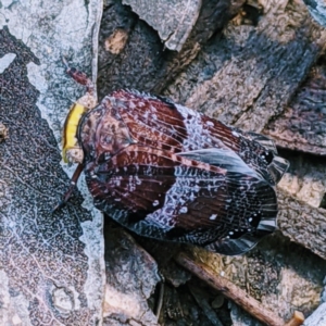 Platybrachys decemmacula at Downer, ACT - 18 Oct 2020