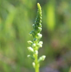 Microtis sp. (Onion Orchid) at Jerrabomberra, NSW - 22 Oct 2020 by Sarah2019