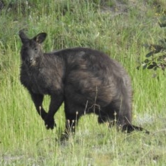 Osphranter robustus robustus (Eastern Wallaroo) at Kambah, ACT - 22 Oct 2020 by HelenCross