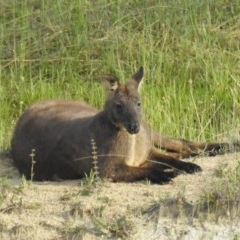 Osphranter robustus at Kambah, ACT - 23 Oct 2020