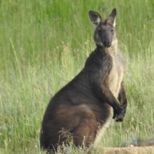 Osphranter robustus at Kambah, ACT - 23 Oct 2020