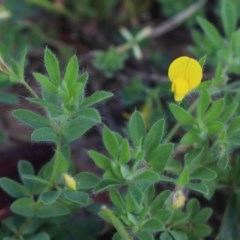 Lotus angustissimus (Slender Birds Foot Trefoil) at Gundaroo, NSW - 23 Oct 2020 by MaartjeSevenster