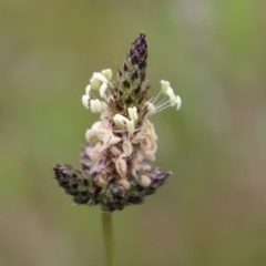 Plantago lanceolata (Ribwort Plantain, Lamb's Tongues) at Chifley, ACT - 19 Oct 2020 by Sarah2019