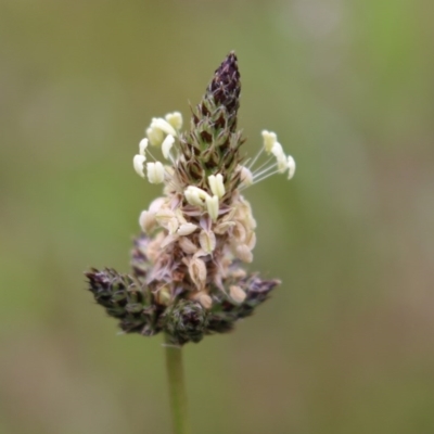 Plantago lanceolata (Ribwort Plantain, Lamb's Tongues) at Mount Taylor - 19 Oct 2020 by Sarah2019