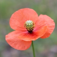 Papaver dubium (Longhead Poppy) at Mount Taylor - 19 Oct 2020 by Sarah2019