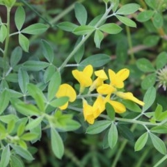 Genista monspessulana (Cape Broom, Montpellier Broom) at Mount Taylor - 19 Oct 2020 by Sarah2019