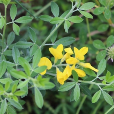 Genista monspessulana (Cape Broom, Montpellier Broom) at Mount Taylor - 19 Oct 2020 by Sarah2019