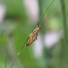 Philobota undescribed species near arabella (A concealer moth) at Mount Taylor - 19 Oct 2020 by Sarah2019