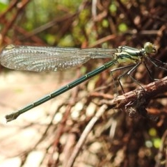 Austroargiolestes icteromelas (Common Flatwing) at ANBG - 21 Oct 2020 by HelenCross