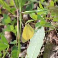 Eurema smilax (Small Grass-yellow) at Majura, ACT - 17 Oct 2020 by Sarah2019