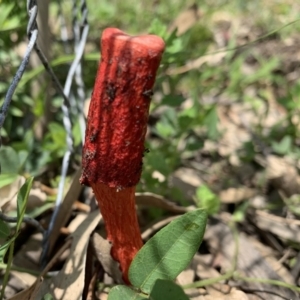 Phallus rubicundus at Black Range, NSW - 24 Oct 2020