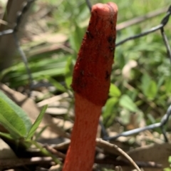 Phallus rubicundus at Black Range, NSW - 24 Oct 2020