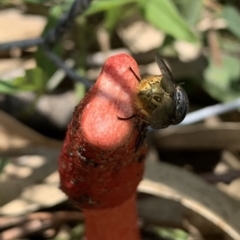 Phallus rubicundus at Black Range, NSW - 24 Oct 2020