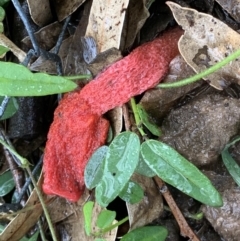 Phallus rubicundus at Black Range, NSW - 24 Oct 2020