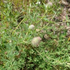 Trifolium arvense var. arvense (Haresfoot Clover) at Monument Hill and Roper Street Corridor - 17 Oct 2020 by ClaireSee