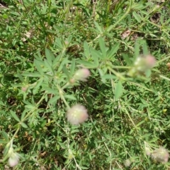 Trifolium arvense var. arvense at Albury - 17 Oct 2020