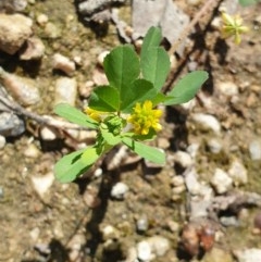 Trifolium dubium (Yellow Suckling Clover) at Monument Hill and Roper Street Corridor - 17 Oct 2020 by ClaireSee