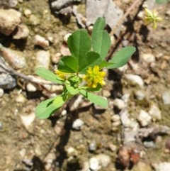 Trifolium dubium (Yellow Suckling Clover) at Albury - 17 Oct 2020 by ClaireSee