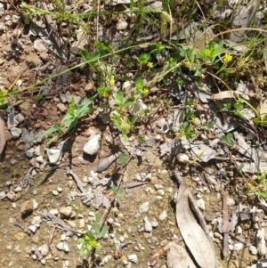 Trifolium dubium at Albury - 17 Oct 2020