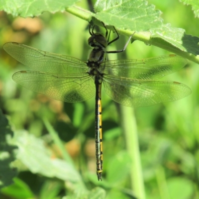 Hemicordulia tau (Tau Emerald) at Majura, ACT - 17 Oct 2020 by Sarah2019