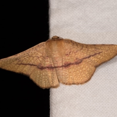 Aglaopus pyrrhata (Leaf Moth) at Melba, ACT - 21 Oct 2020 by kasiaaus